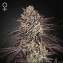 Biscotti Auto (Greenhouse Seeds) Feminisoidut