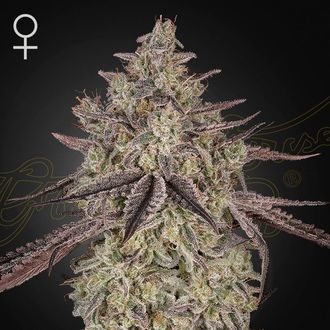 Skywalker Auto (Greenhouse Seeds) Feminisoidut