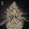 Skywalker Auto (Greenhouse Seeds) Feminisoidut