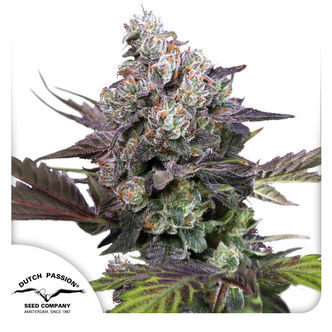 Candy Bubatz XL (Dutch Passion) feminisoidut