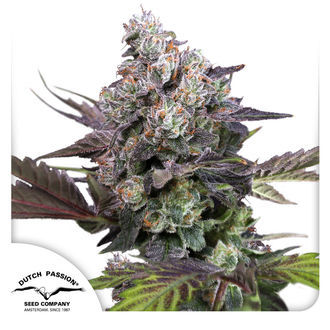Candy Bubatz XL (Dutch Passion) Feminisoidut