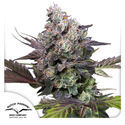 Candy Bubatz XL (Dutch Passion) Feminisoidut