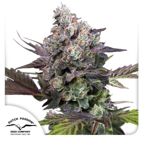 Candy Bubatz XL (Dutch Passion) Feminisoidut