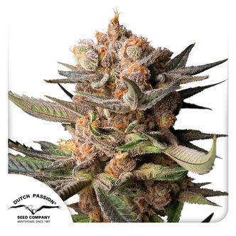 Auto Frozen Biscotti (Dutch Passion) feminisoitu