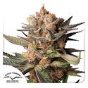 Auto Frozen Biscotti (Dutch Passion) Feminisoidut