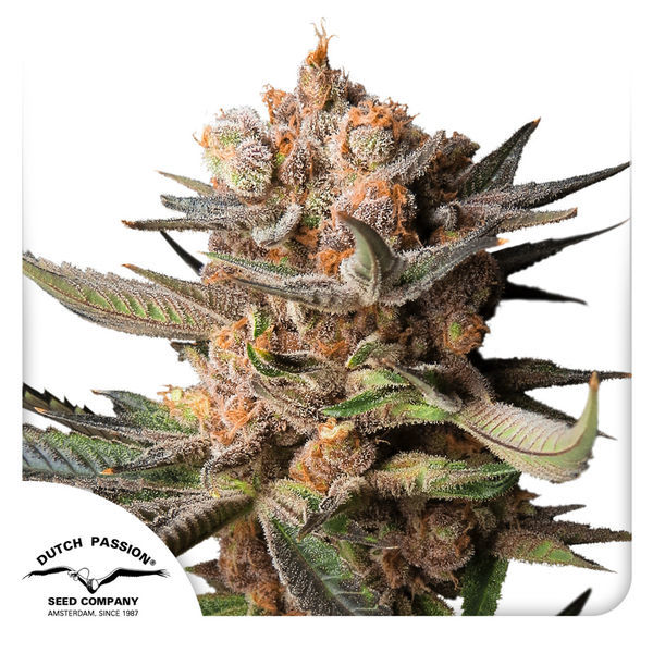 Auto Frozen Biscotti (Dutch Passion) Feminisoidut