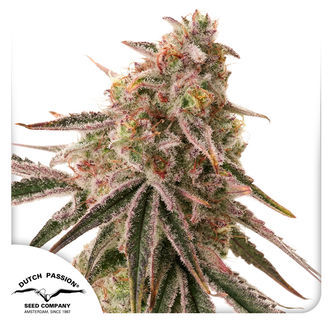 Frozen Biscotti (Dutch Passion) feminisoidut kannabiksen siemenet
