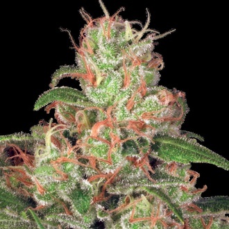 Autoflower-kokoelmapaketti 2 (Paradise Seeds) Feminisoidut