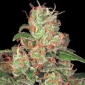 Autoflower-kokoelmapaketti 2 (Paradise Seeds) Feminisoidut