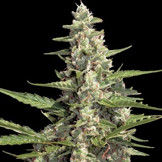Autoflower-kokoelmapaketti 2 (Paradise Seeds) Feminisoidut