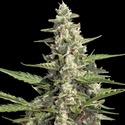 Autoflower-kokoelmapaketti 2 (Paradise Seeds) Feminisoidut