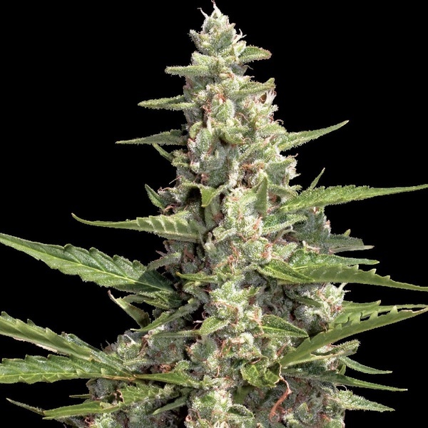 Autoflower-kokoelmapaketti 2 (Paradise Seeds) Feminisoidut