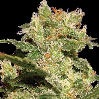 Autoflower-kokoelmapaketti 2 (Paradise Seeds) Feminisoidut