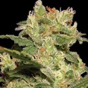 Autoflower-kokoelmapaketti 2 (Paradise Seeds) Feminisoidut