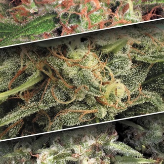 Auto Collection Pack 2 (Paradise Seeds) feminisoidut