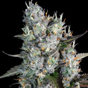Red Velvet Auto (Paradise Seeds) Feminisoidut
