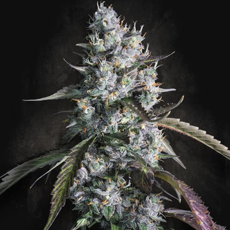 Red Velvet Auto (Paradise Seeds) Feminisoidut