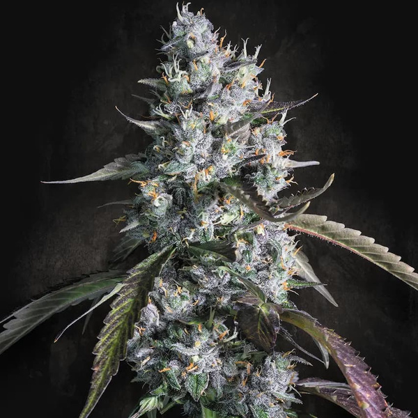Red Velvet Auto (Paradise Seeds) Feminisoidut