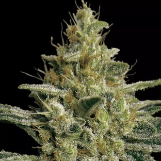 Allkush (Paradise Seeds) feminisoitu