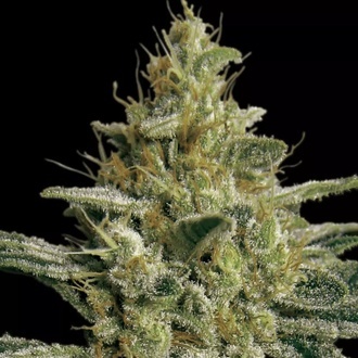 Allkush (Paradise Seeds) Feminisoidut