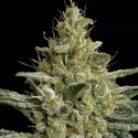 Allkush (Paradise Seeds) Feminisoidut