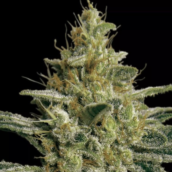 Allkush (Paradise Seeds) Feminisoidut