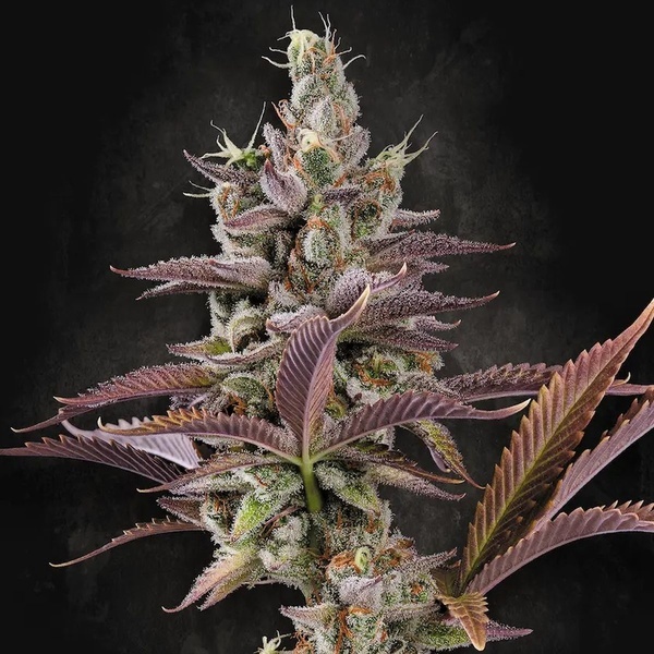 Apricot Candy (Paradise Seeds) Feminisoidut
