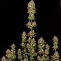 Apricot Candy (Paradise Seeds) Feminisoidut