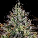 Apricot Candy (Paradise Seeds) Feminisoidut