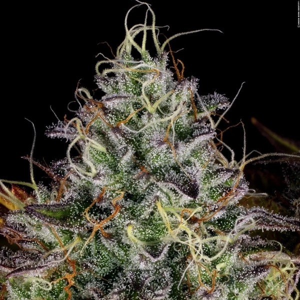 Apricot Candy (Paradise Seeds) Feminisoidut
