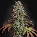 Blue Gem (Paradise Seeds) Feminisoidut