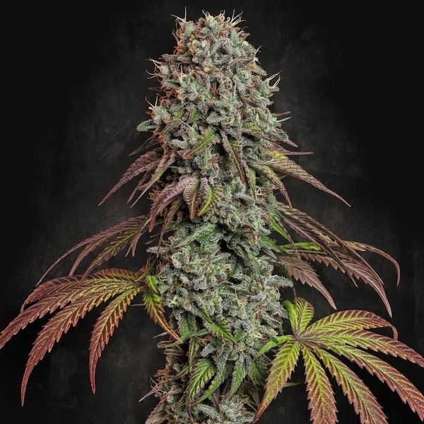 Blue Gem (Paradise Seeds) Feminisoidut