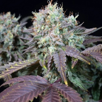 Blue Gem (Paradise Seeds) Feminisoidut