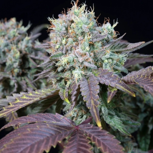 Blue Gem (Paradise Seeds) Feminisoidut