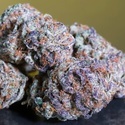 Blue Gem (Paradise Seeds) Feminisoidut