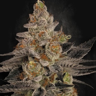Chocolate Wafflez (Paradise Seeds) feminisoidut