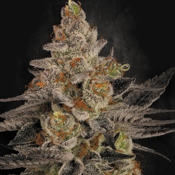 Chocolate Wafflez (Paradise Seeds) Feminisoidut