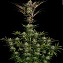Chocolate Wafflez (Paradise Seeds) Feminisoidut