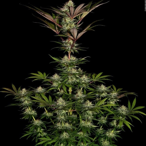 Chocolate Wafflez (Paradise Seeds) Feminisoidut