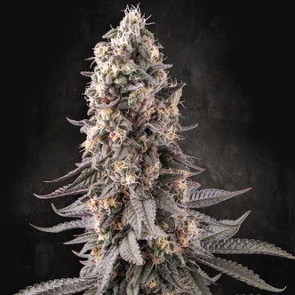 El Dorado OG (Paradise Seeds) Feminisoidut kannabiksen siemenet