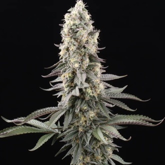 El Dorado OG (Paradise Seeds) Feminisoidut