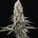 El Dorado OG (Paradise Seeds) Feminisoidut