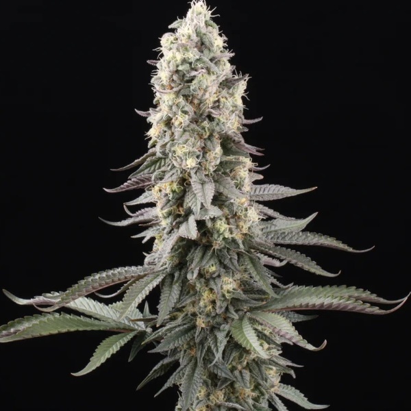 El Dorado OG (Paradise Seeds) Feminisoidut
