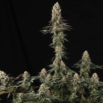 El Dorado OG (Paradise Seeds) Feminisoidut