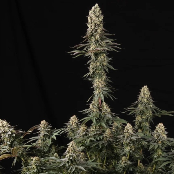 El Dorado OG (Paradise Seeds) Feminisoidut