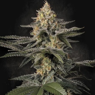 Glowstarz (Paradise Seeds) Feminisoidut