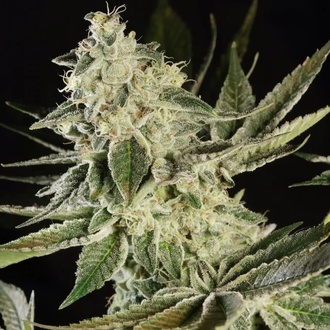 Glowstarz (Paradise Seeds) Feminisoidut