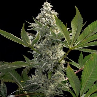 Glowstarz (Paradise Seeds) Feminisoidut