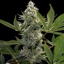 Glowstarz (Paradise Seeds) Feminisoidut