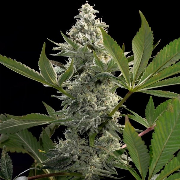 Glowstarz (Paradise Seeds) Feminisoidut
